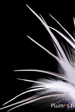 Airone - 13-16 cm - bianco-crema-grigi naturale